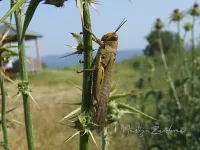 Egyptische treksprinkhaan [Anacridium aegyptium]